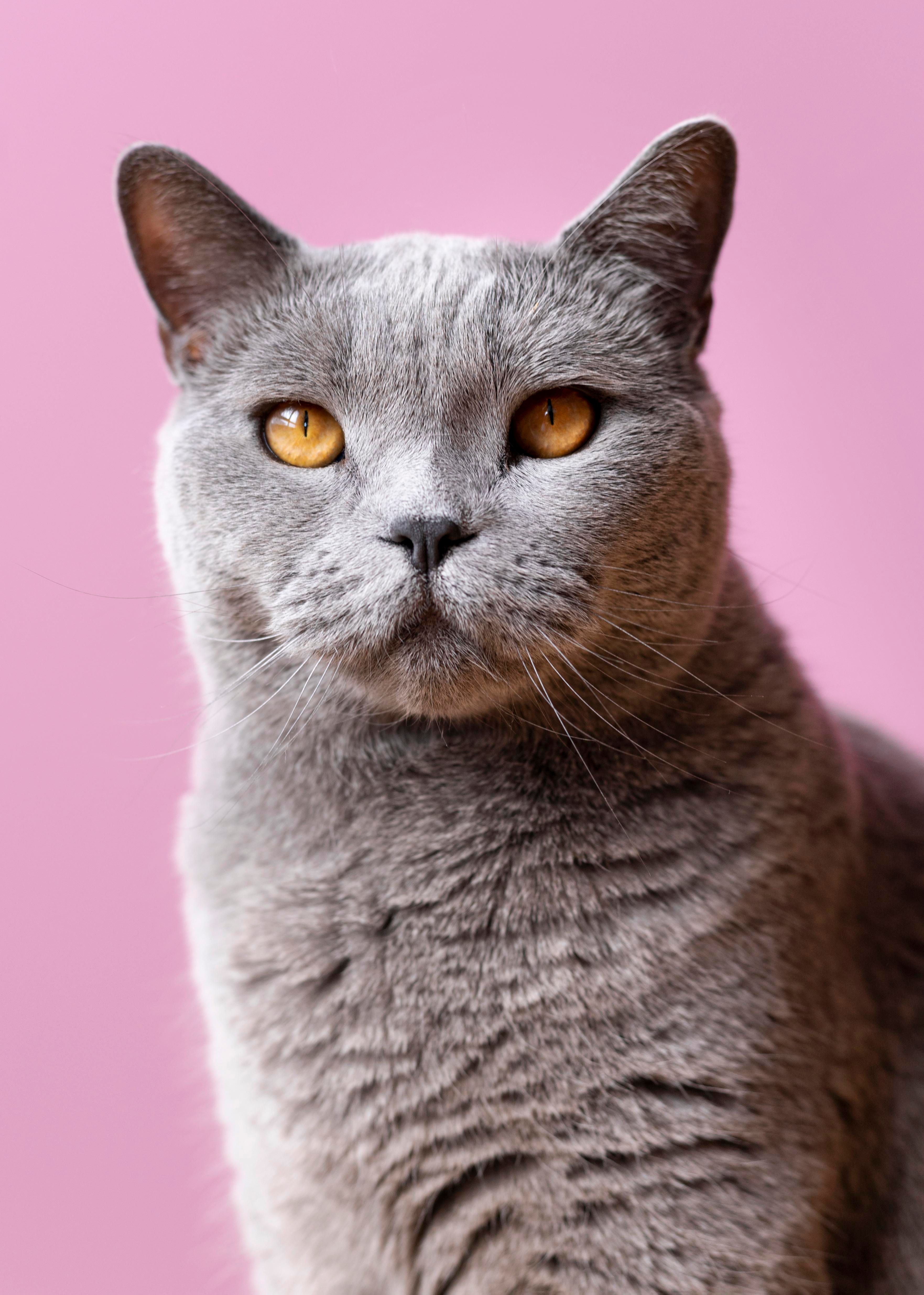 Clínica Veterinária Dona Benta